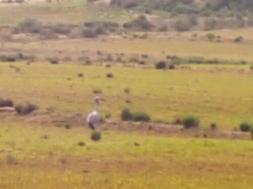 iNaturalist image