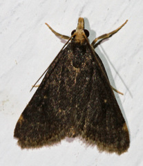 Loxostegopsis merrickalis