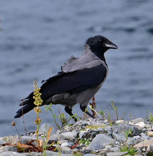 Hooded Crow