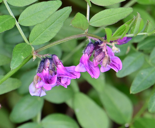Bush Vetch