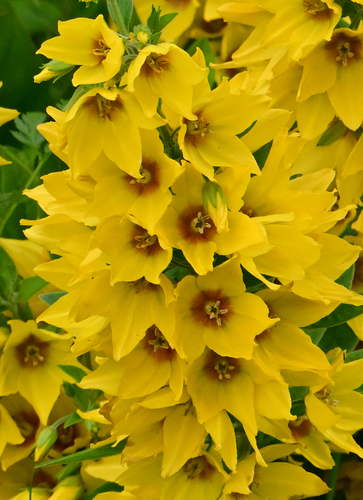 Dotted Loosestrife