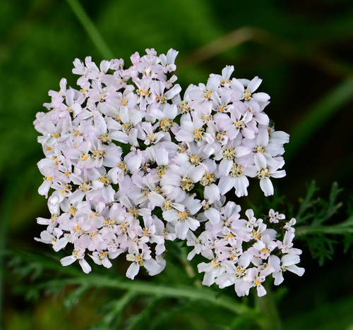 common yarrow