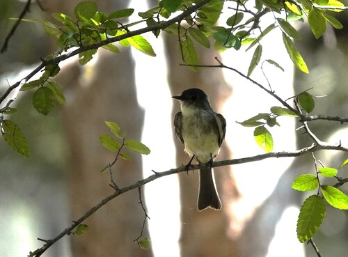 Eastern Phoebe