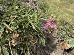 Onobrychis montana