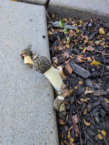 dune stinkhorn