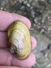 Lampsilis straminea