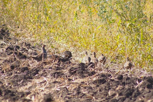 Gray Partridge