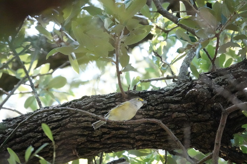 White-eyed Vireo