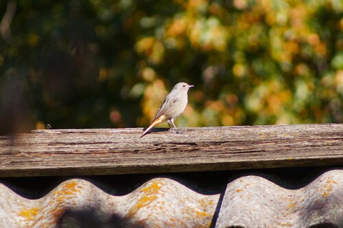 Black Redstart