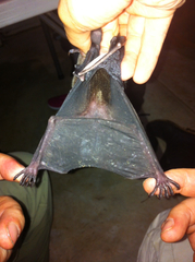 Pale-Faced Bat photo 4