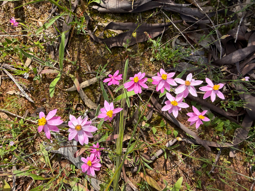 Schoenia cassiniana, photograph 6