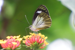 Leptophobia caesia