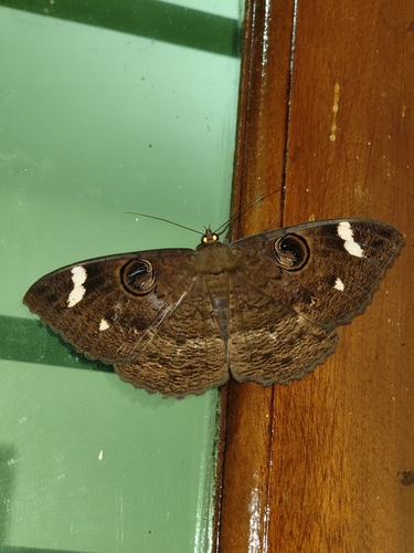 White-barred Owl moth