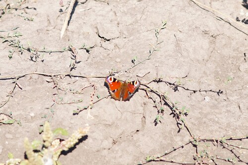 European Peacock Butterfly