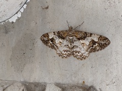 Alcis admissaria