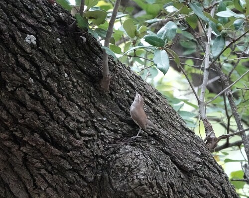 Bewick's Wren