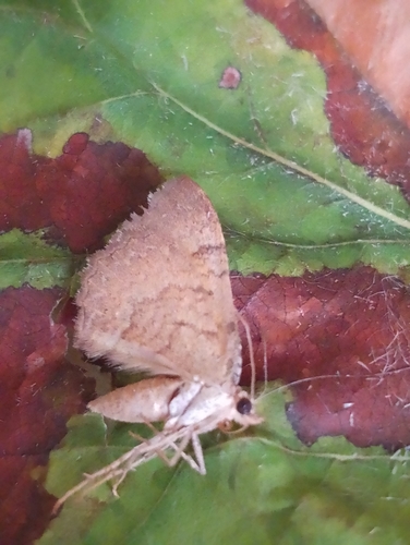 Yellow Shell Moth