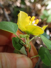 Fremontodendron californicum