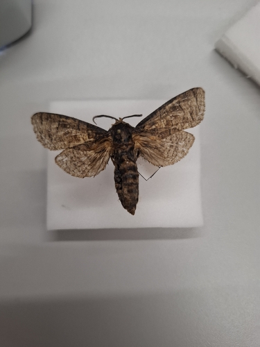 Goat Moth