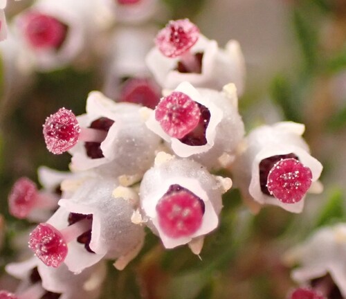 Erica hispidula, photograph 6
