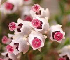 Erica hispidula, photograph (c) Dave U, some rights reserved (CC BY-SA)