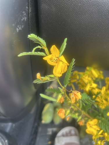 partridge pea