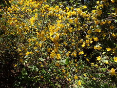 Fremontodendron californicum
