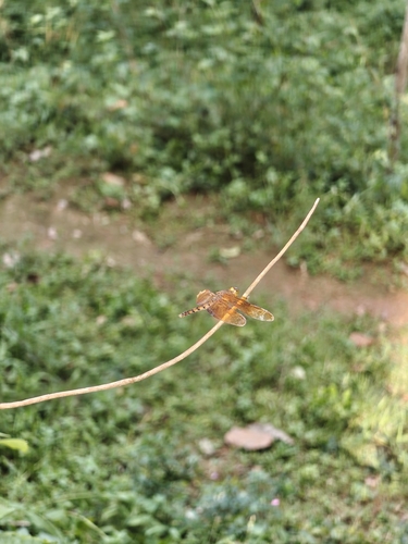 Russet Percher