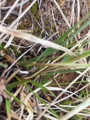 Piptatheropsis pungens