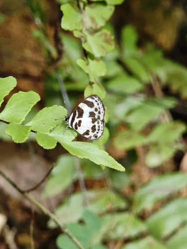 Banded Blue Pierrot