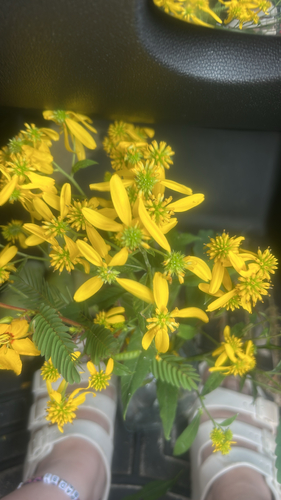 Wingstem