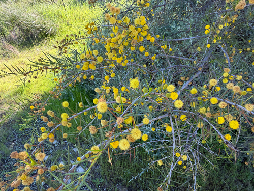 Acacia tetragonophylla, photograph 4