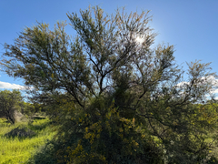 Acacia tetragonophylla, photograph (c) smathichong, some rights reserved (CC BY)