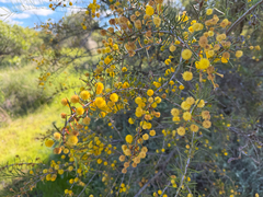 (c) smathichong, some rights reserved (CC BY) Acacia tetragonophylla, photograph (c) smathichong, some rights reserved (CC BY)
