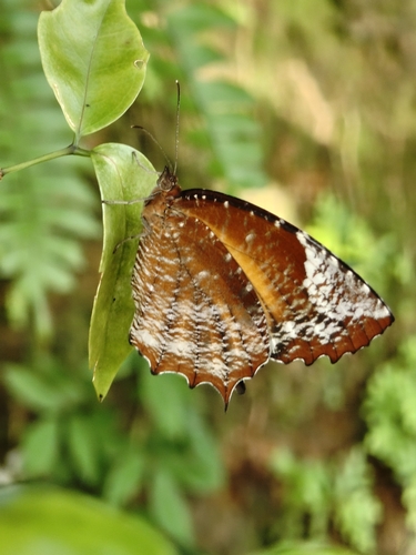Tailed Palmfly