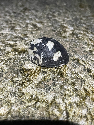 blotched nerite
