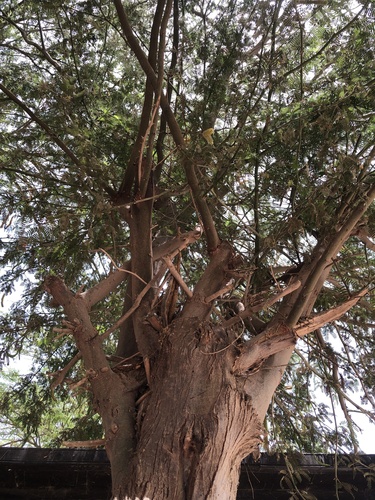 mesquite
