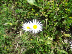 Astranthium ciliatum