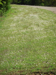 Astranthium ciliatum