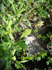 Astranthium ciliatum