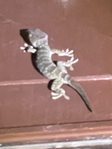 Tokay Gecko