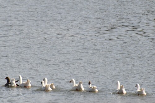iNaturalist image