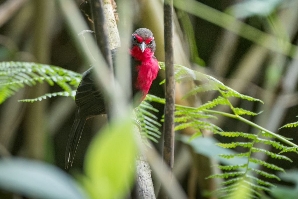 Mexican Thrush-Tanager
