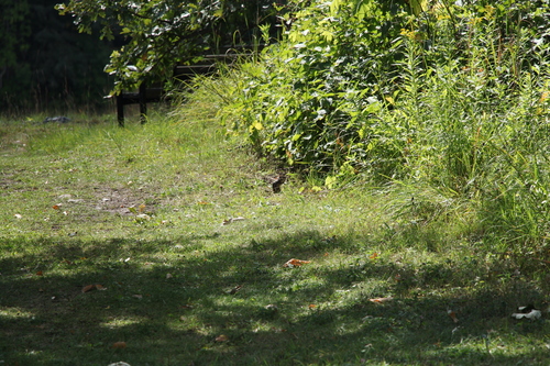 Eastern Chipmunk