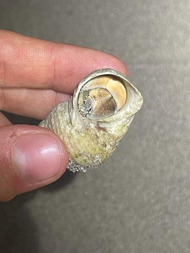 Tawny Hermit Crab