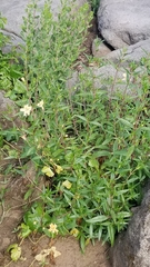 Diplacus × australis