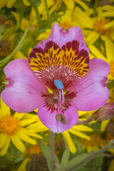 Alstroemeria magnifica