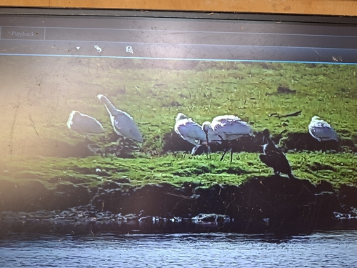 Eurasian Spoonbill