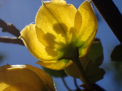 Fremontodendron californicum