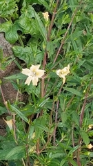 Diplacus × australis